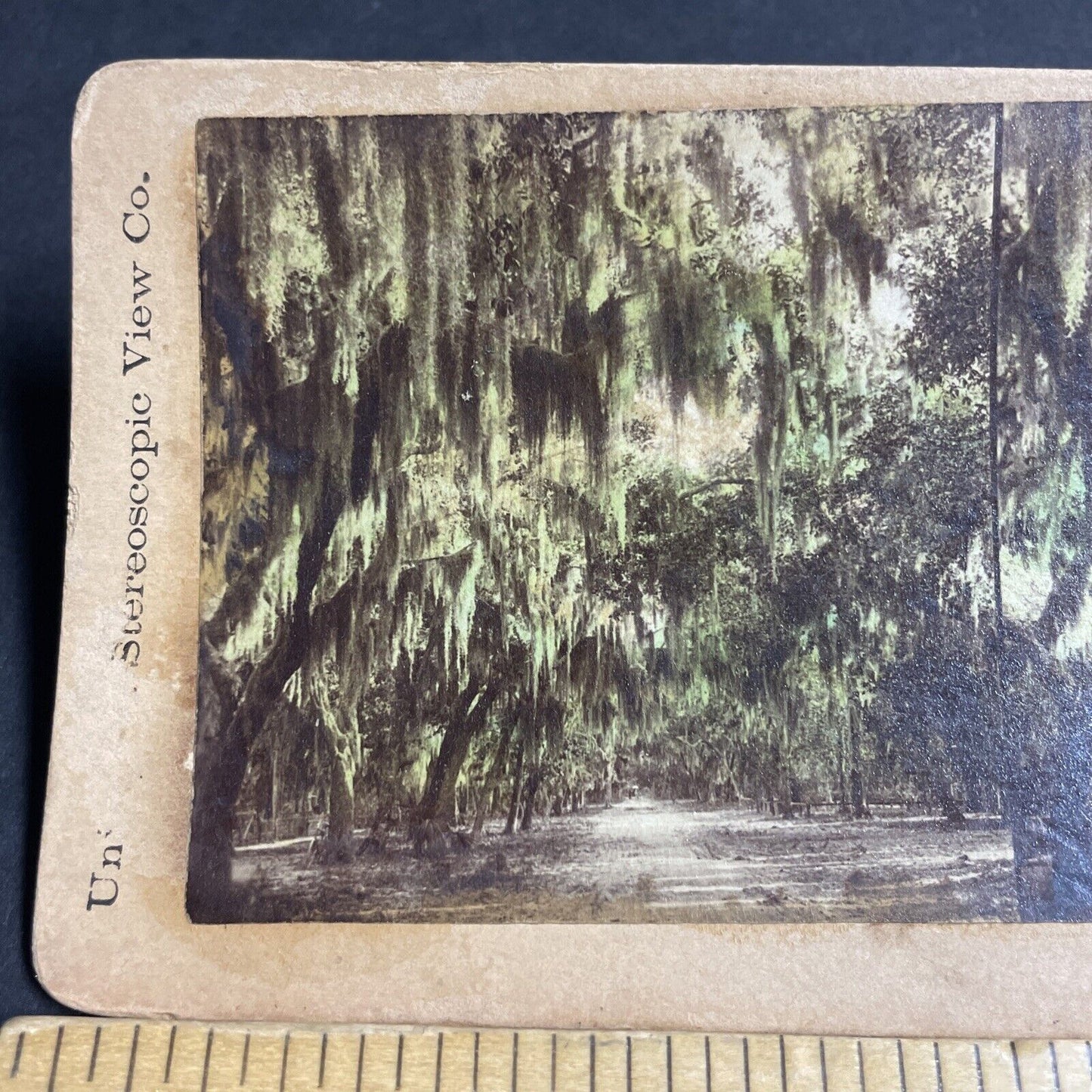Antique 1880s Daytona Beach Florida N Ridgewood Ave Stereoview Photo Card P4851