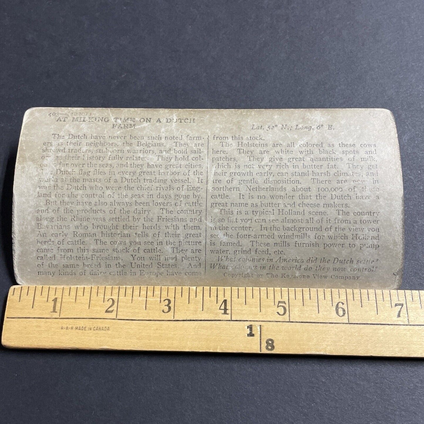 Antique 1920s Milking Frisian Cows Rotterdam Holland Stereoview Photo Card P5106