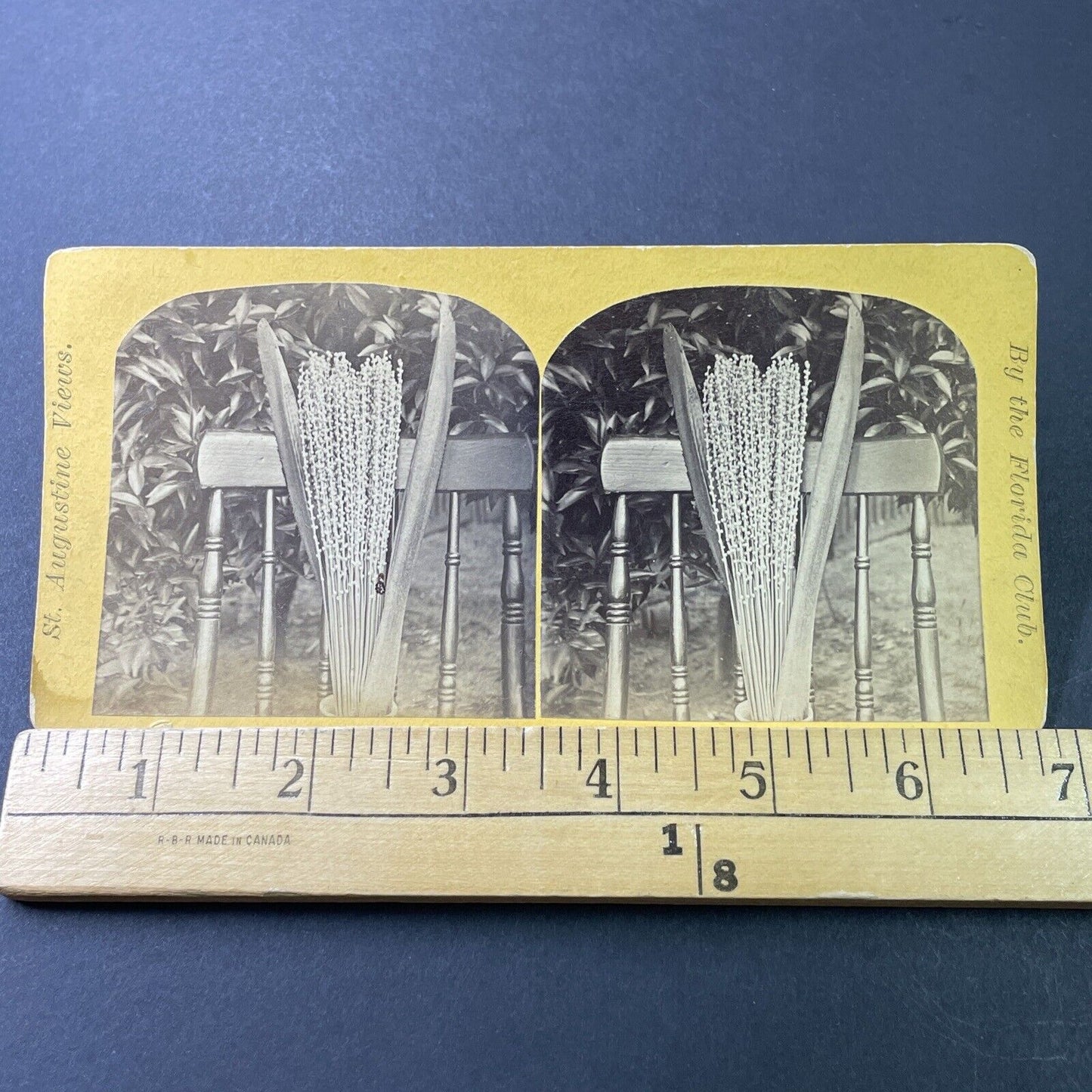 Antique 1870s Date Palm Blossom St. Augustine FL Stereoview Photo Card P3392