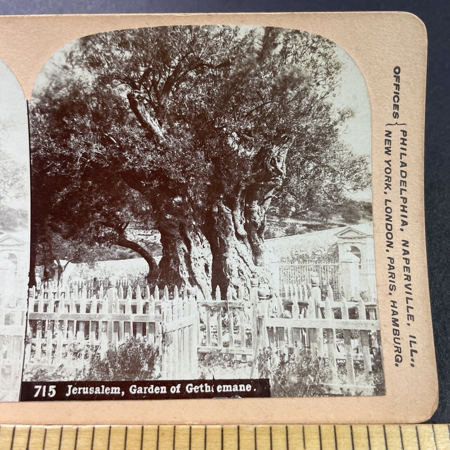 Antique 1890s Ancient Olive Tree Jerusalem Israel Stereoview Photo Card P3894