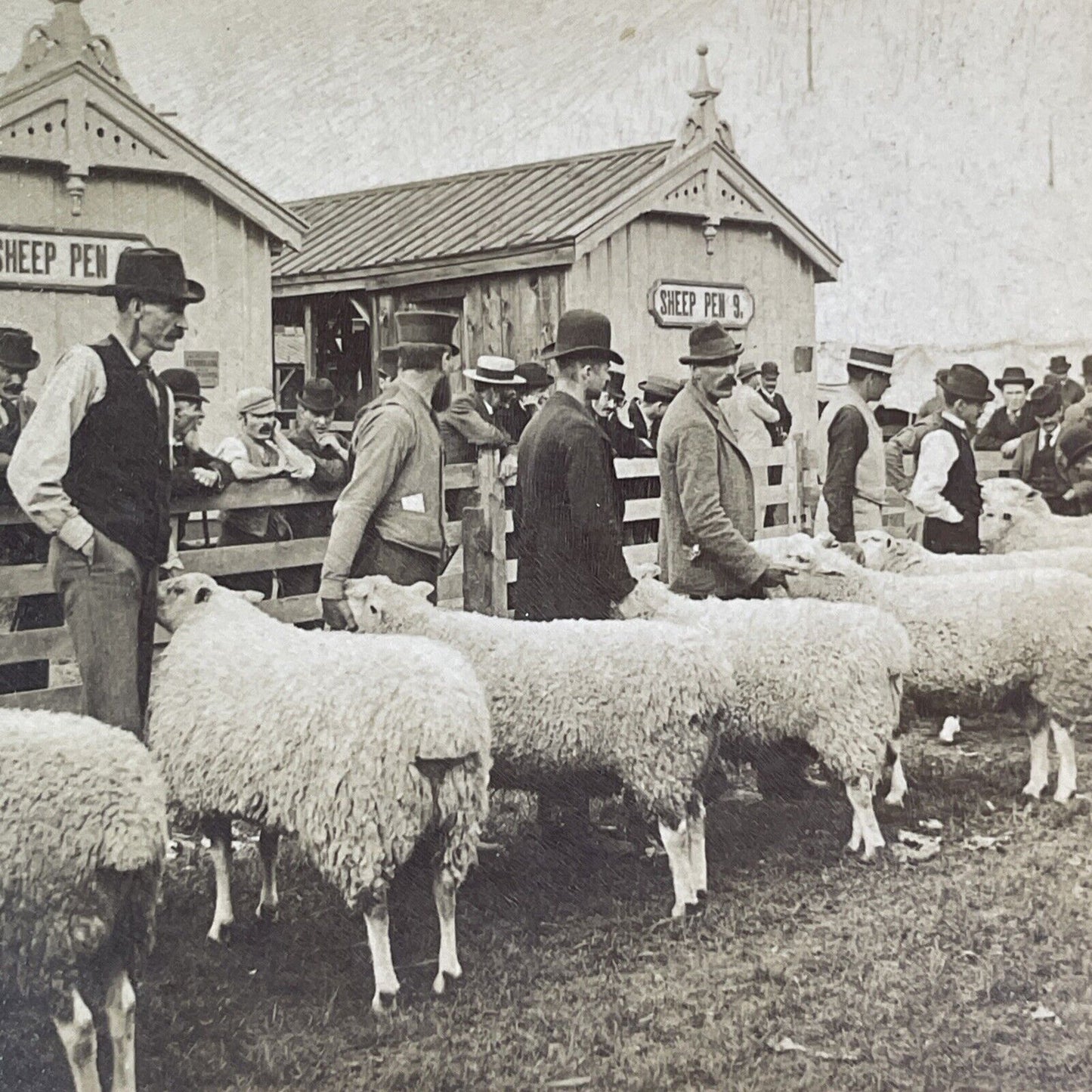Exhibition Place Toronto Ontario Stereoview Sheep Showing Antique c1895 X2465