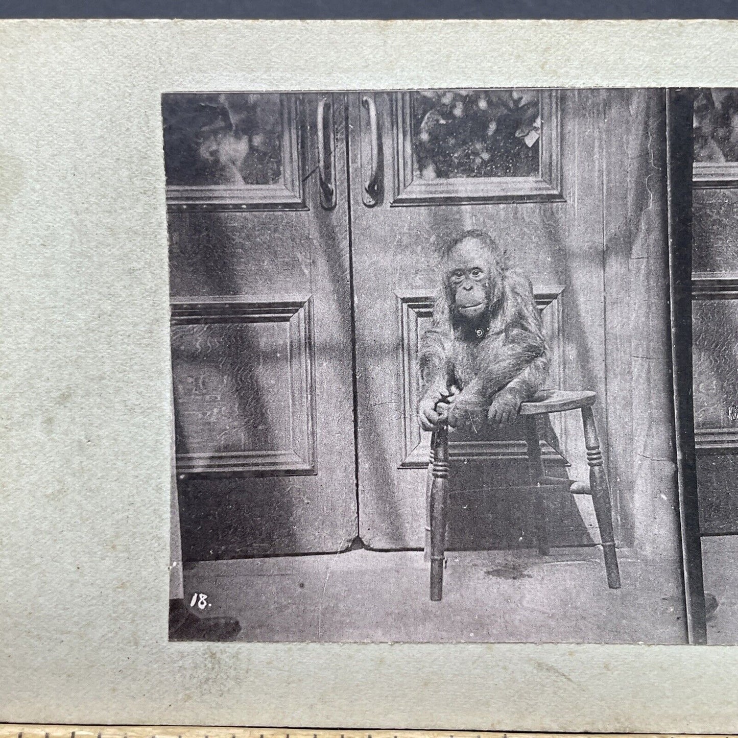 Antique 1880s Baby Orangutan At The London Zoo Stereoview Photo Card P1681