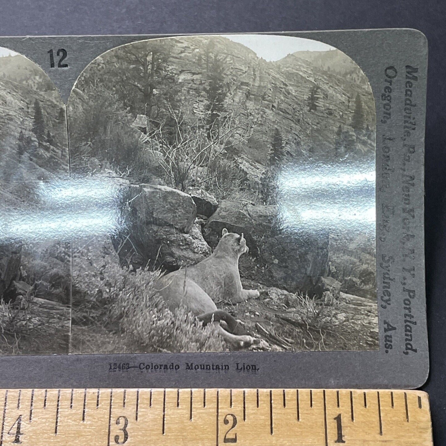 Antique 1913 Mountain Lion Hunting In Colorado Stereoview Photo Card P2318