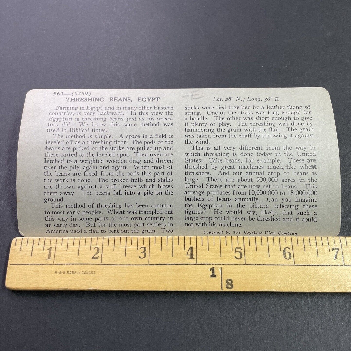 Antique 1910s Cattle Sled Bean Grinder In Egypt Stereoview Photo Card P3705