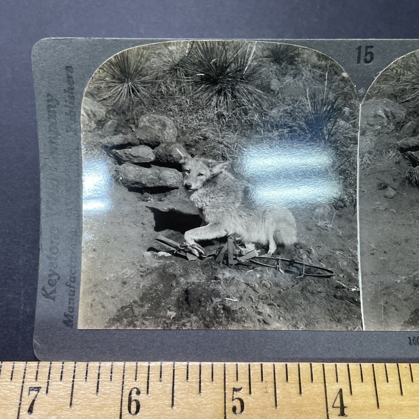 Antique 1906 Coyote In A Bear Clamp Trap Colorado Stereoview Photo Card P2323