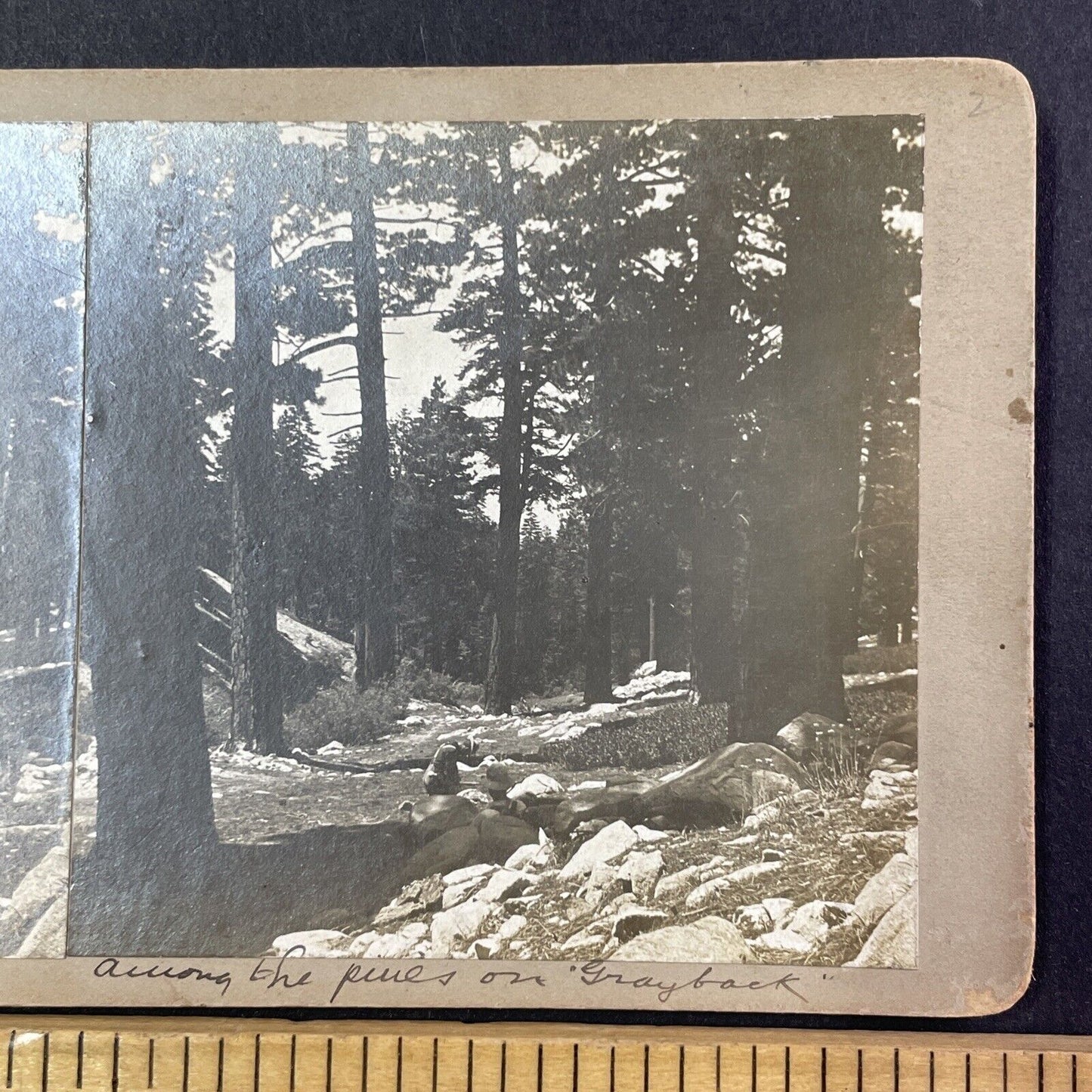 Grayback Mountain Trail Road Stereoview Williams Oregon Antique c1885 X2757
