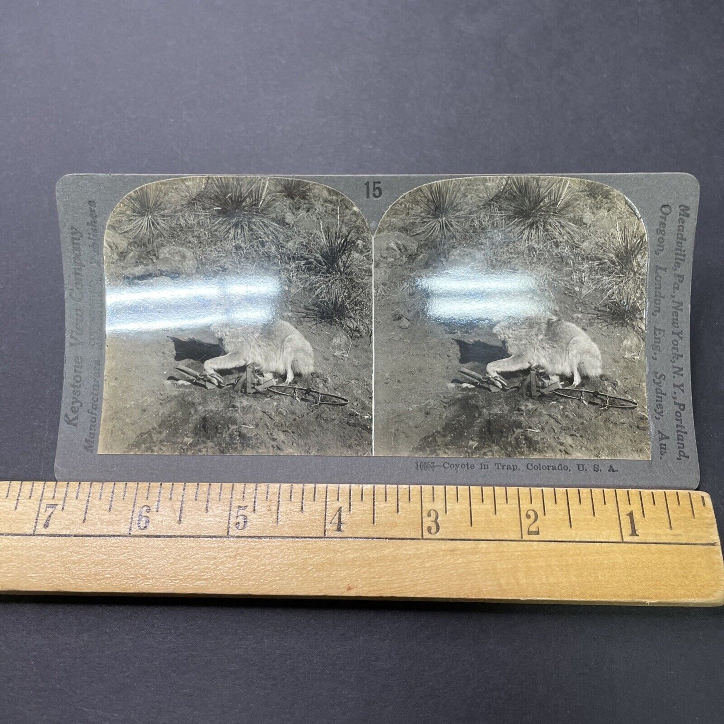 Antique 1906 Coyote In A Bear Clamp Trap Colorado Stereoview Photo Card P2323