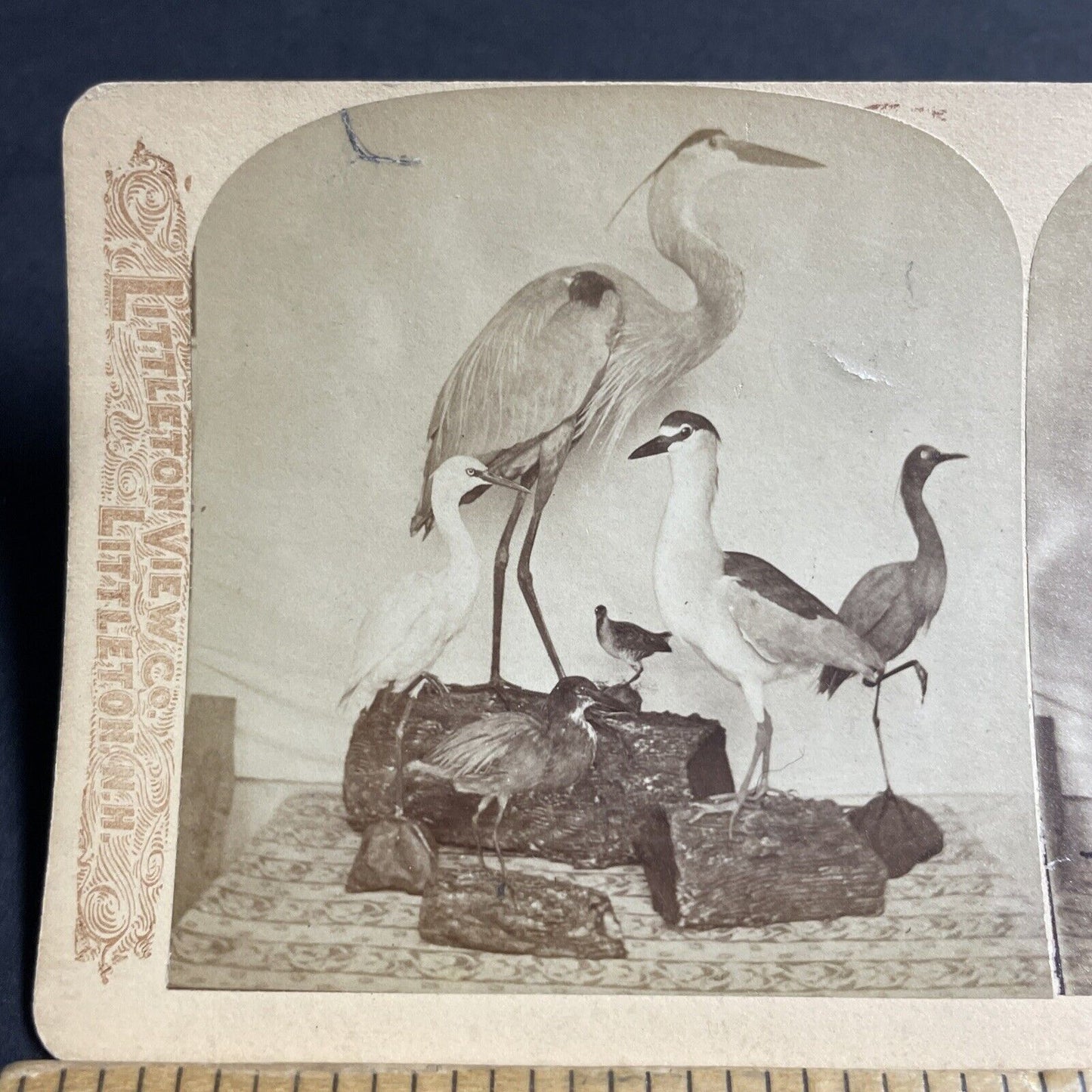 Antique 1880s Stuffed Dead Blue Heron In Florida Stereoview Photo Card P4803