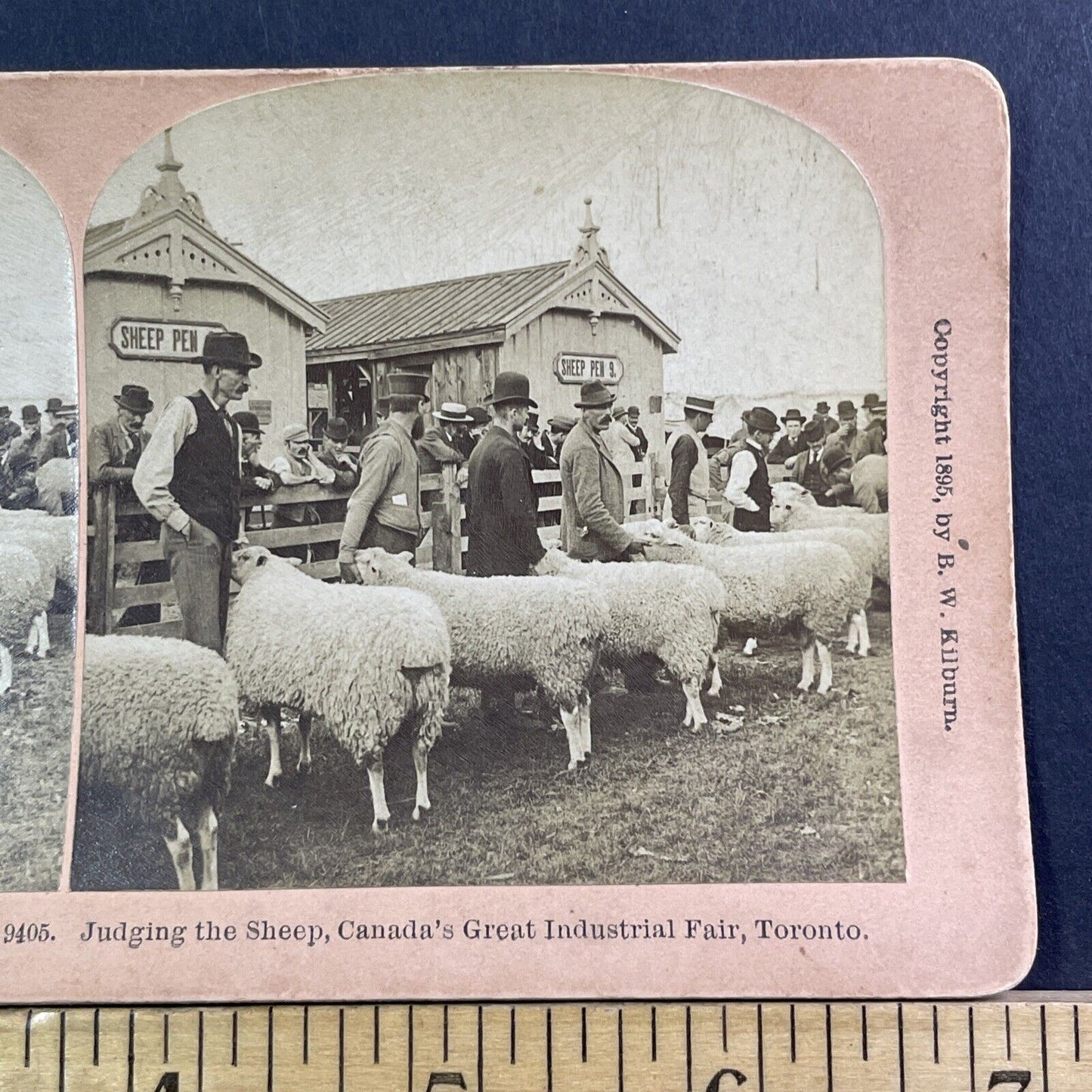 Exhibition Place Toronto Ontario Stereoview Sheep Showing Antique c1895 X2465
