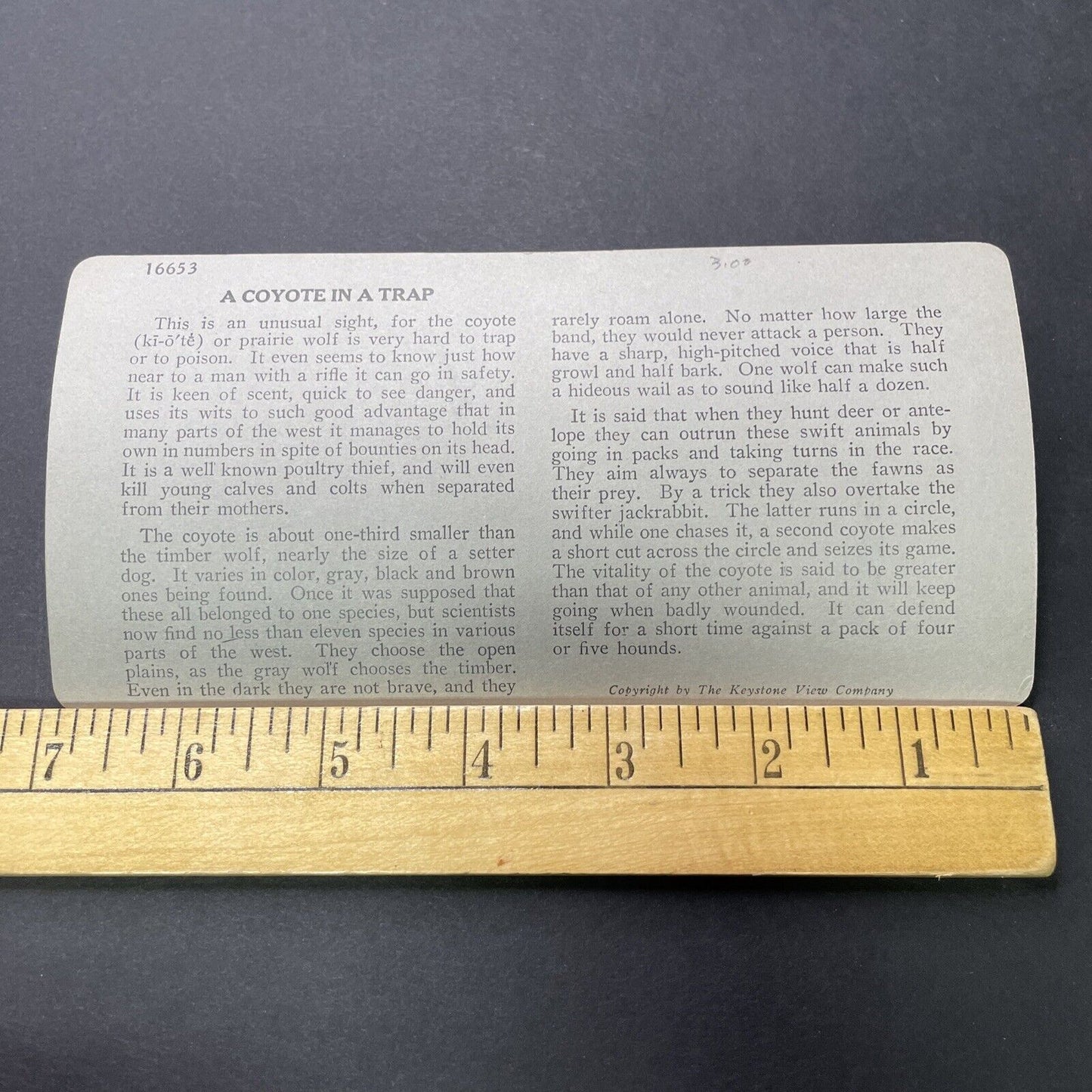 Antique 1906 Coyote In A Bear Clamp Trap Colorado Stereoview Photo Card P2323