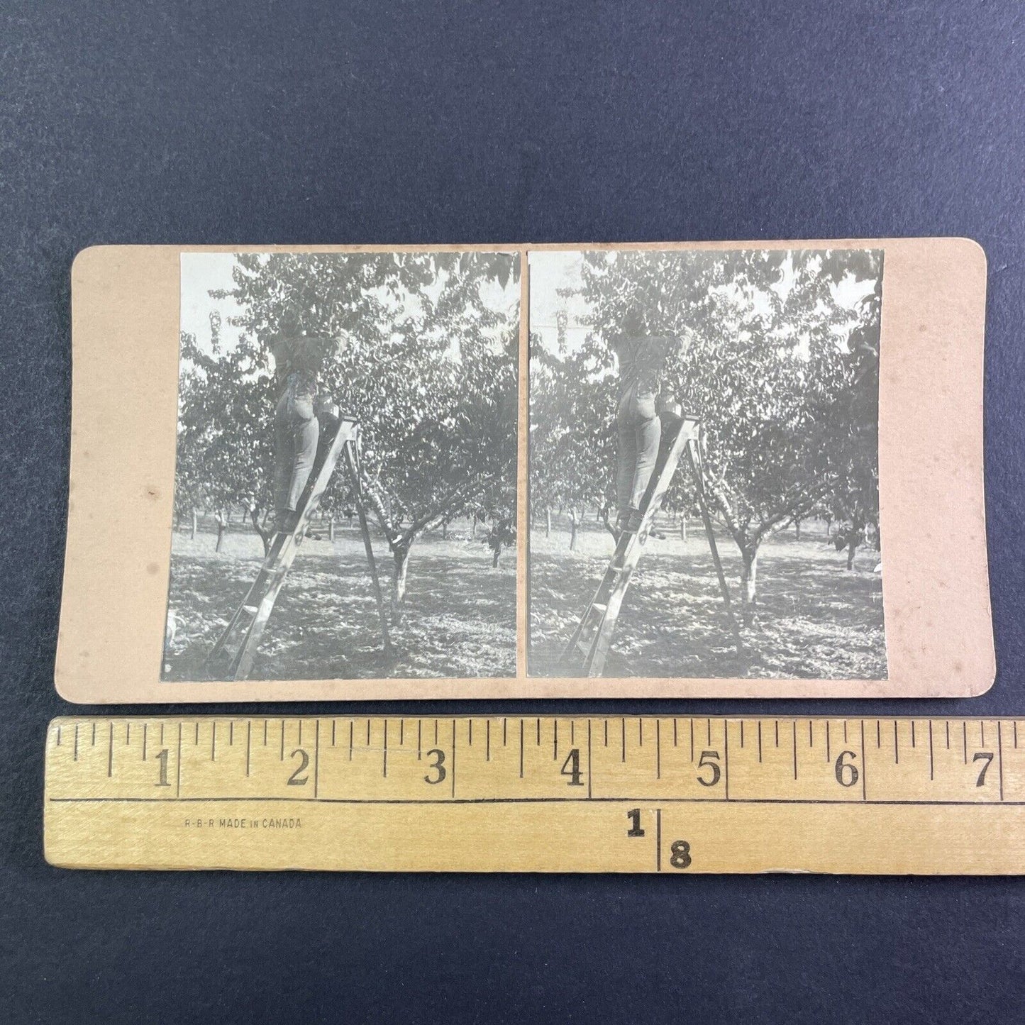 Cherry Orchard in Niagara Ontario Canada Stereoview OOAK Antique c1913 Y2731