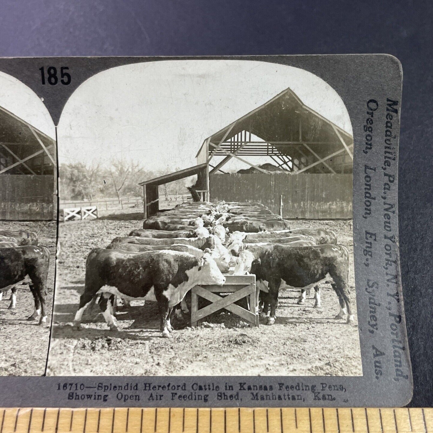 Antique 1920s Cattle At Feed Trough Manhattan Kansas Stereoview Photo Card P3677