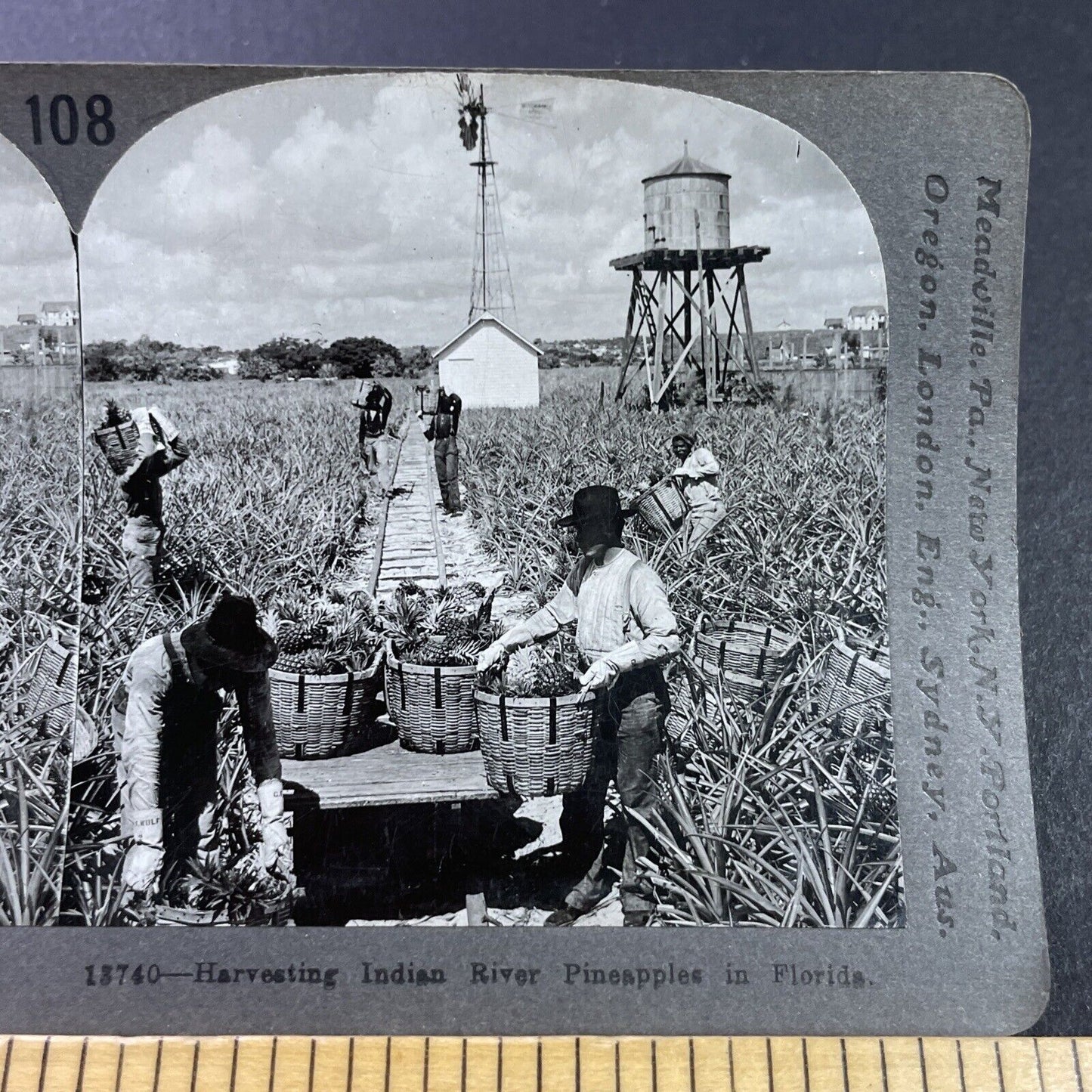 Antique 1920s Pineapple Farm In Palm Beach Florida Stereoview Photo Card P3672