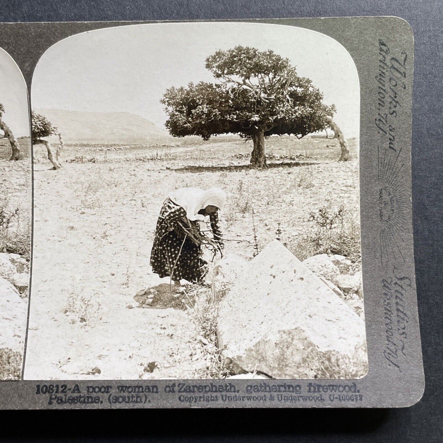 Antique 1905 Woman Gathers Wood Sarafand Lebanon Stereoview Photo Card P1740