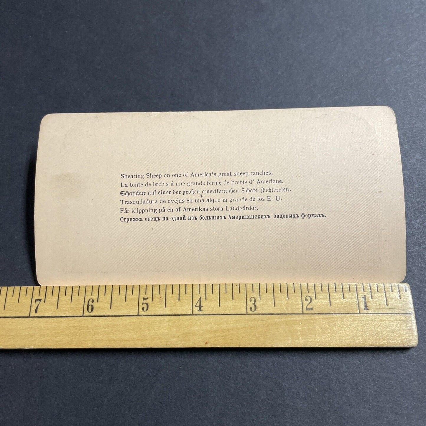 Antique 1897 Men Wrestle Sheep To Shorn Shear Stereoview Photo Card P4951