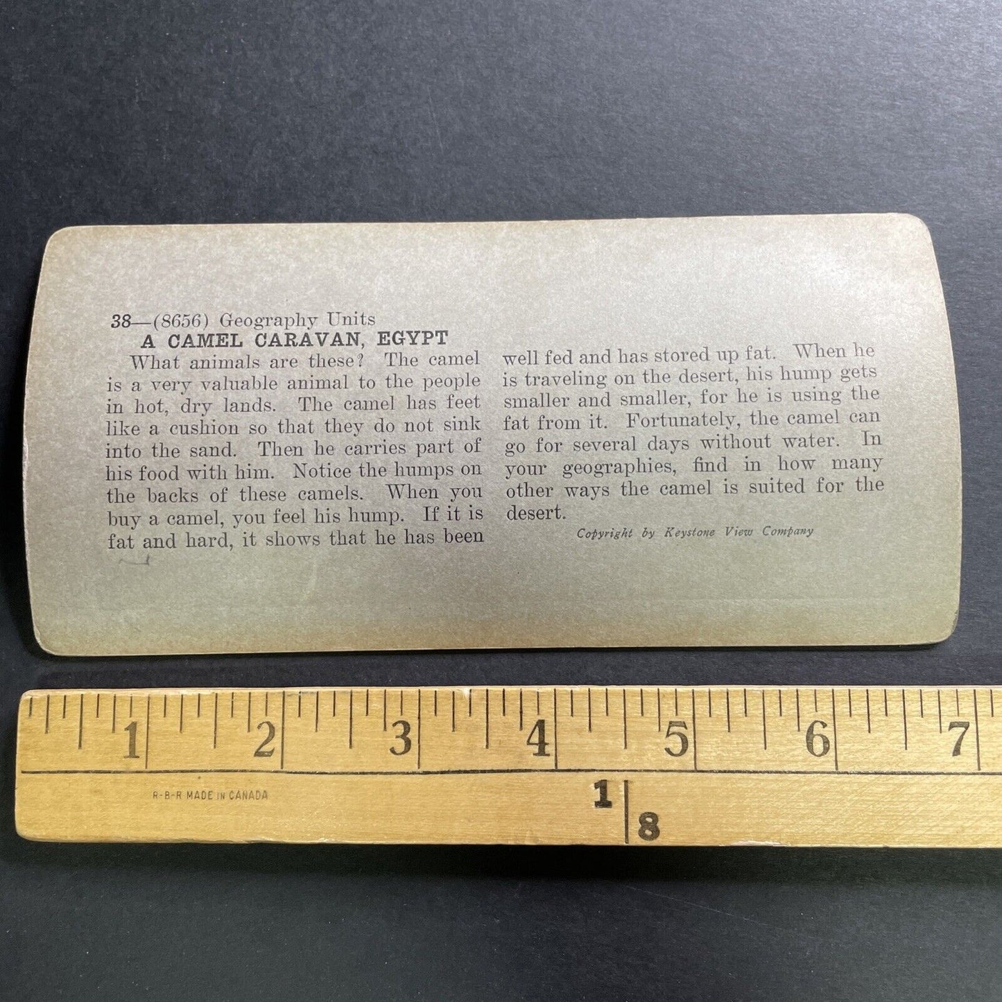 Antique 1909 Caravan Of Camels Arrive In Egypt Stereoview Photo Card P1490