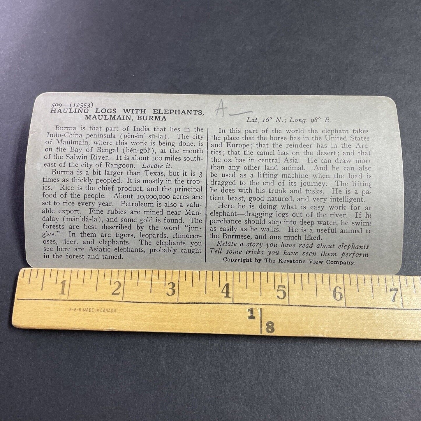 Antique 1910s Burmese Elephants Logging Trees Burma Stereoview Photo Card P3621