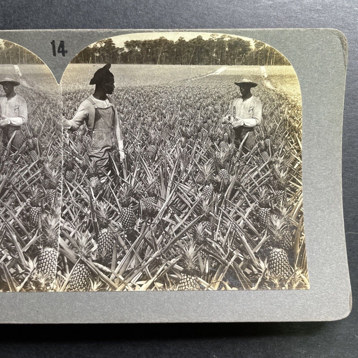 Antique 1904 African Americans Pineapple Farm Hawaii Stereoview Photo Card P1466