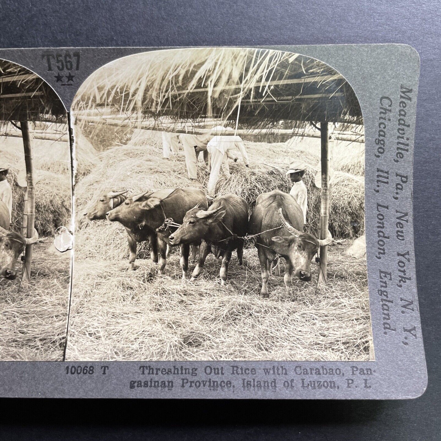 Antique 1906 Rice Farming Pagsanjan Philippines Stereoview Photo Card P1470