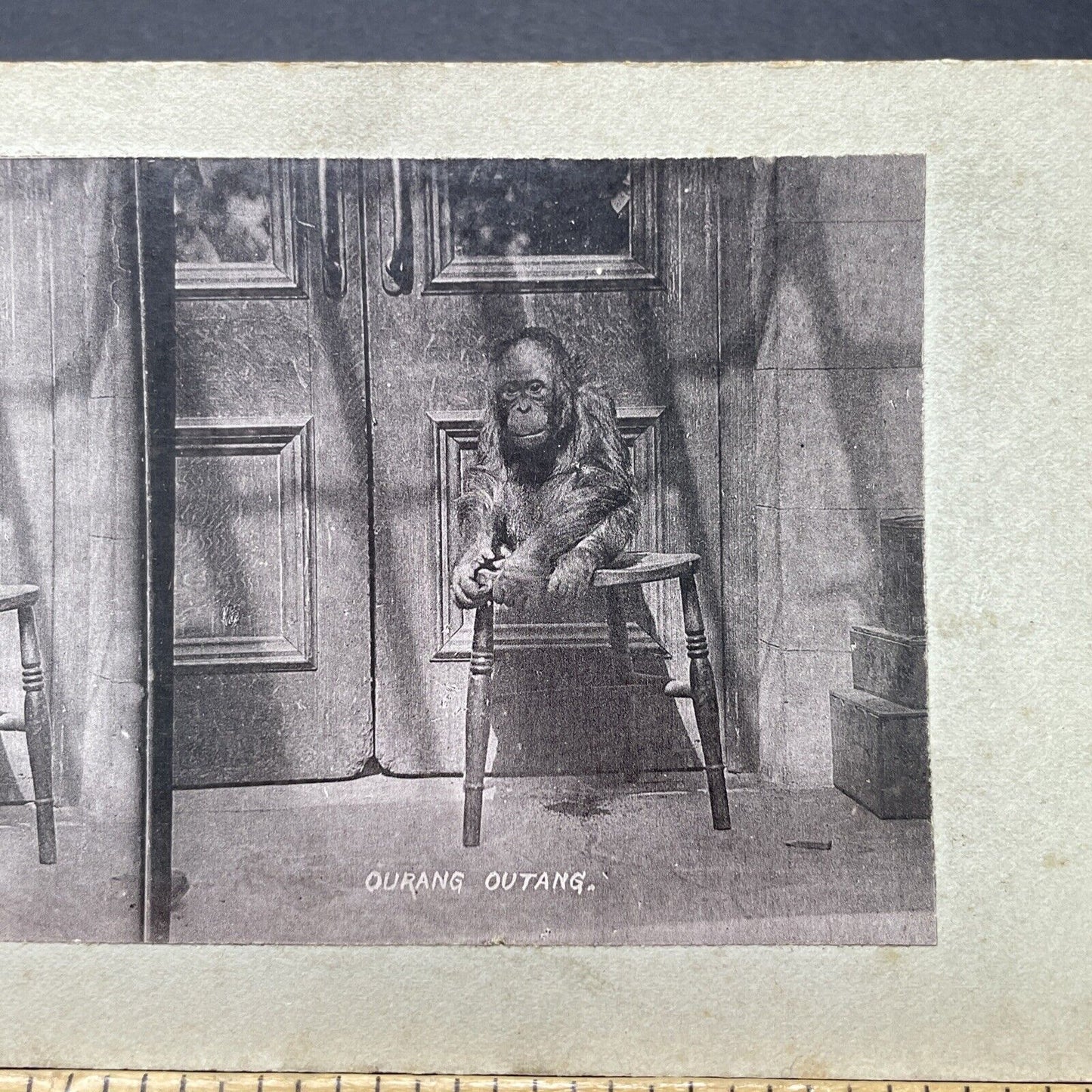 Antique 1880s Baby Orangutan At The London Zoo Stereoview Photo Card P1681