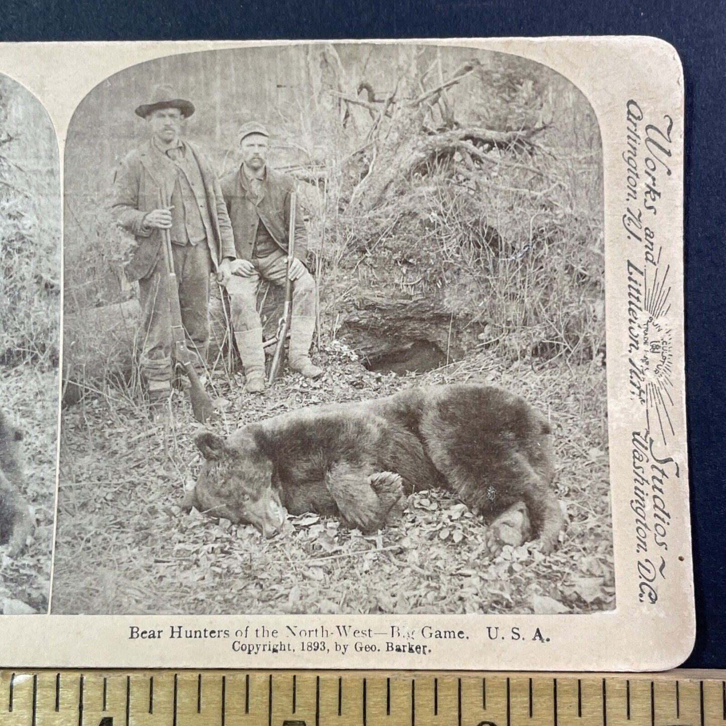 California Grizzly Bear Shot Dead Stereoview Truckee George Barker 1893 X1255