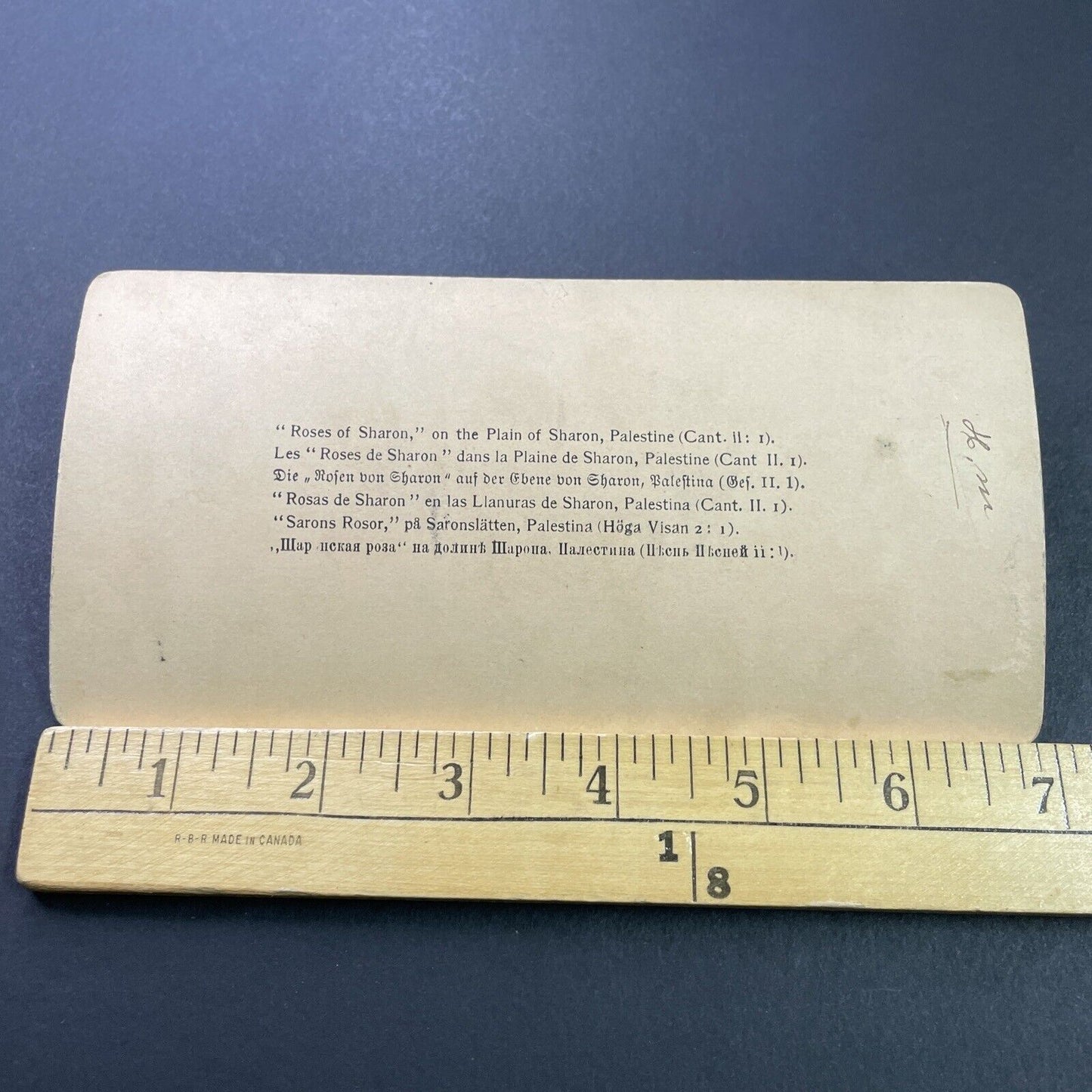 Antique 1900 Plain Of Sharon Rose Of Sharon Israel Stereoview Photo Card P3923