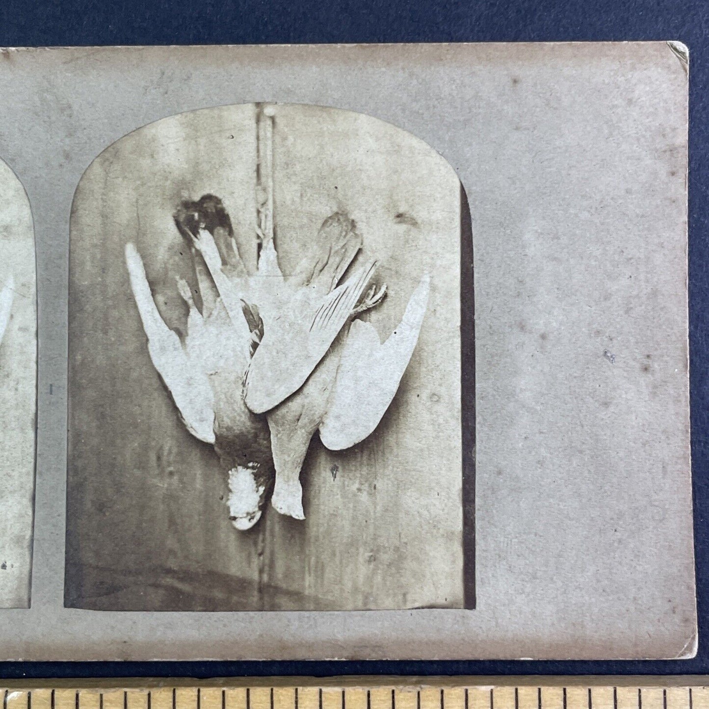 Rock Pigeon & Passenger Pigeon on Display Stereoview Antique c1855 X3857