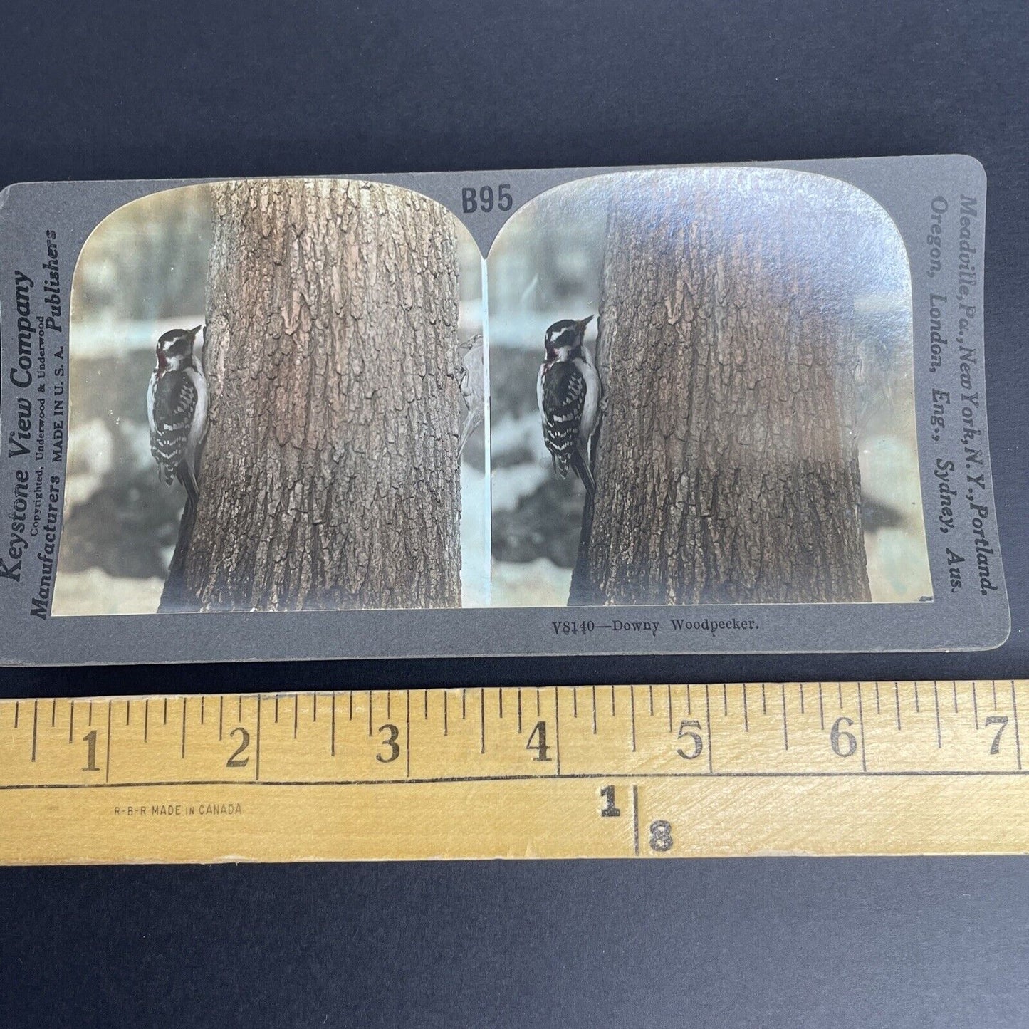 Antique 1908 Downy Woodpecker Eating Bugs In A Tree Stereoview Photo Card PC786