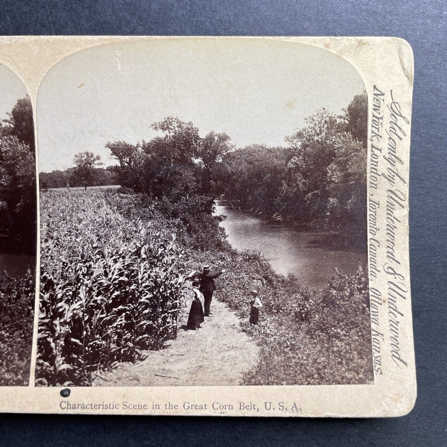 Antique 1890s Corn Field In Wisconsin Farmland Stereoview Photo Card P1556