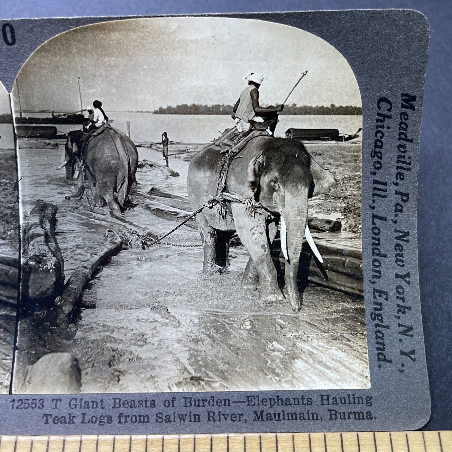 Antique 1910s Elephants Used For Logging In Myanmar Stereoview Photo Card P2748