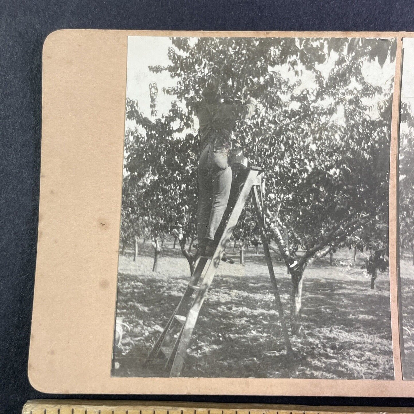 Cherry Orchard in Niagara Ontario Canada Stereoview OOAK Antique c1913 Y2731