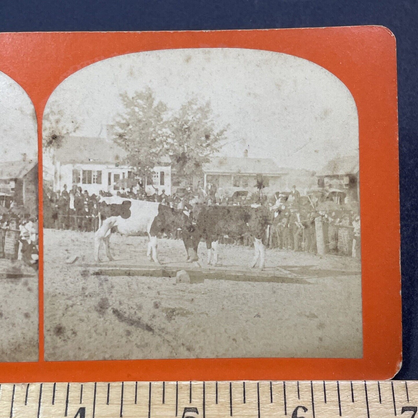Antique 1878 'Cow Balancing' Marlow Town Fair NH Stereoview Photo Card V2100