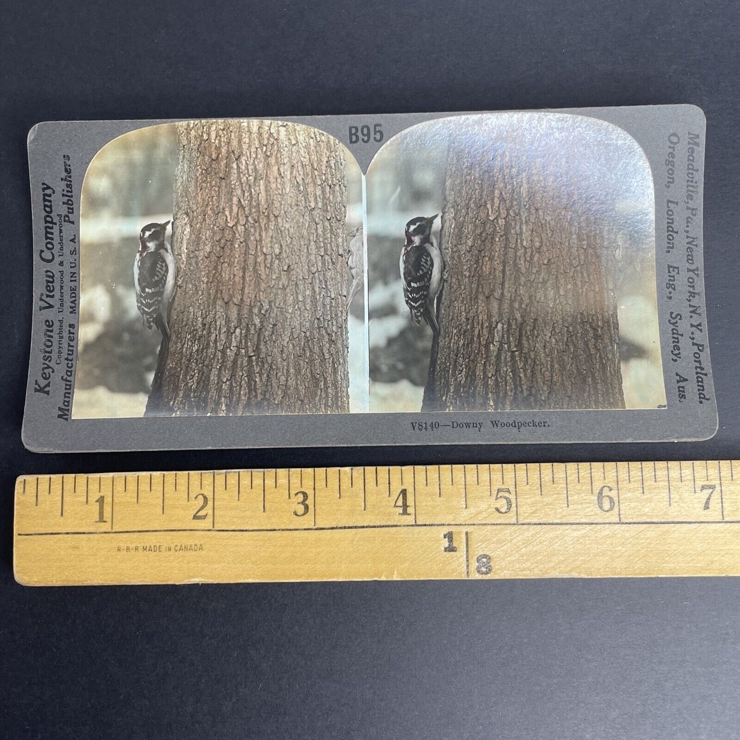 Antique 1908 Downy Woodpecker Eating Bugs In A Tree Stereoview Photo Card PC786