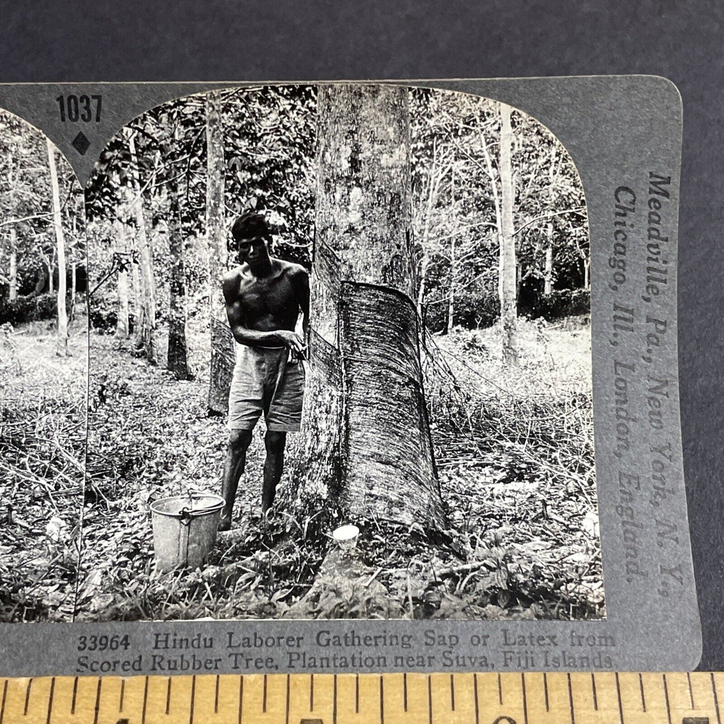 Antique 1910s Laborer From India Cutting Rubber Tree Stereoview Photo Card P4476
