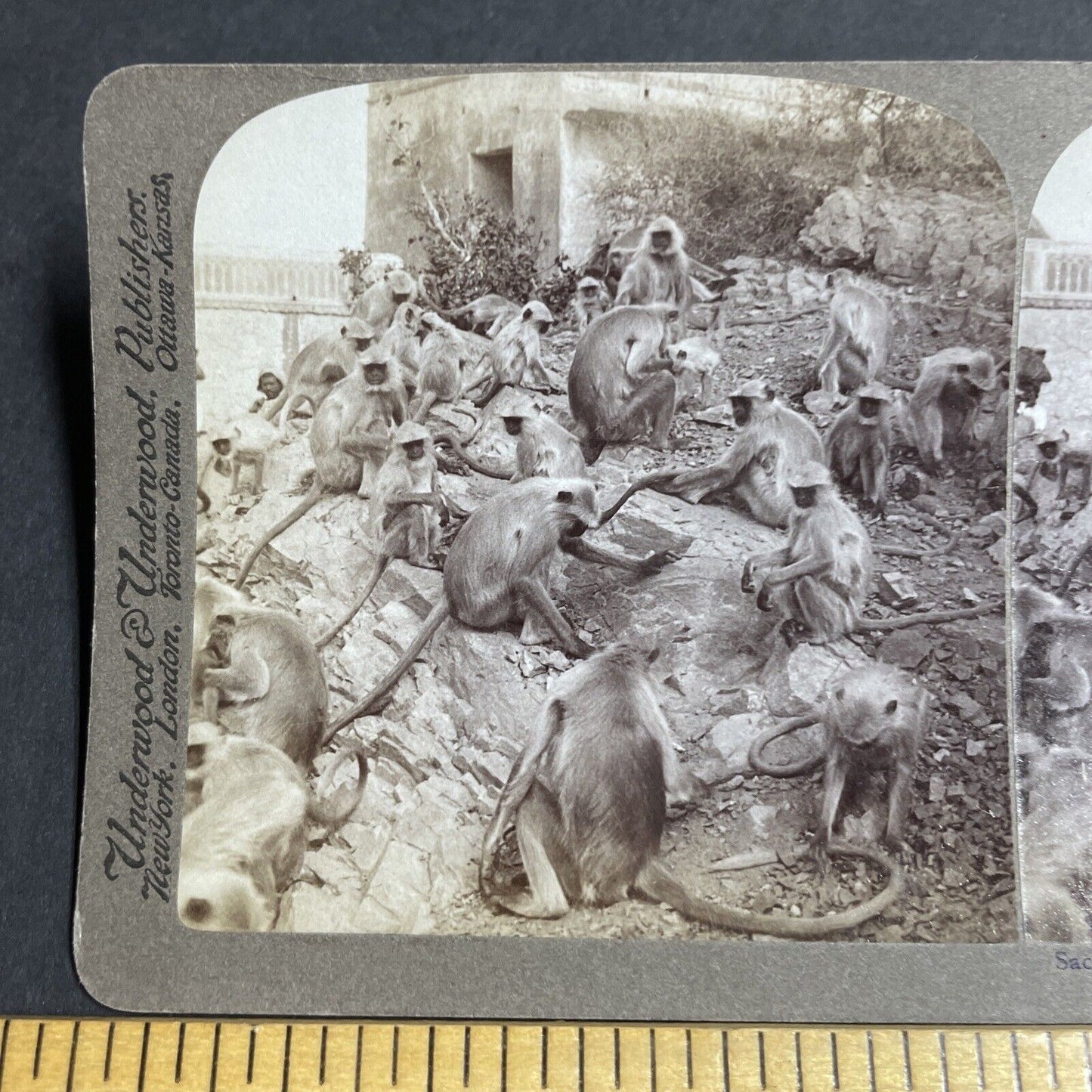 Antique 1903 Monkeys Begging For Food In Jeypore Stereoview Photo Card P5645