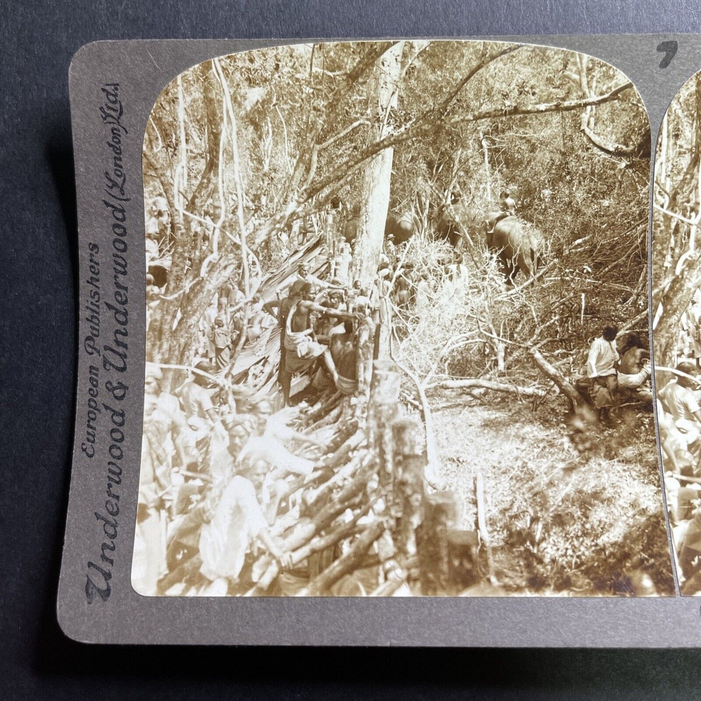 Antique 1905 Elephants Used For Logging Sri Lanka Stereoview Photo Card P1703