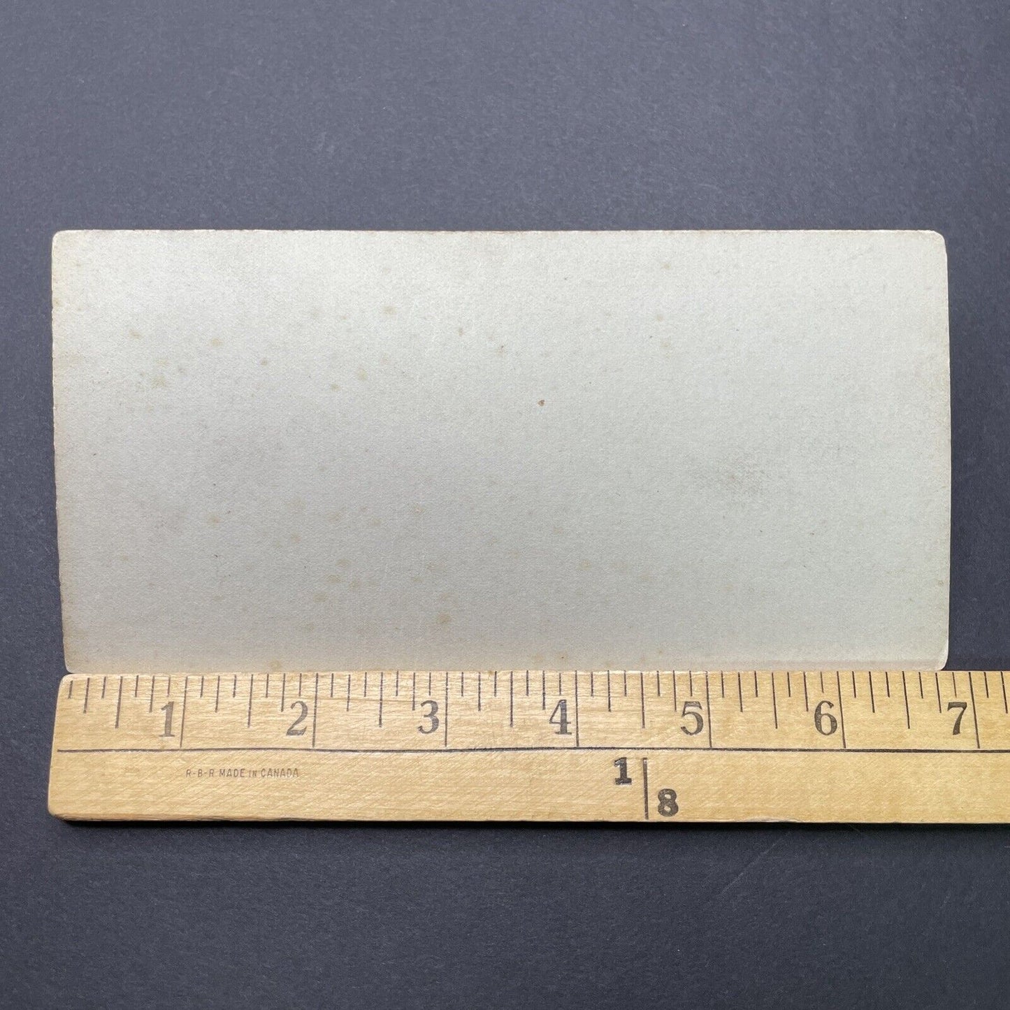 Antique 1880s Wild Boar & Piglets London Zoo Stereoview Photo Card P1681