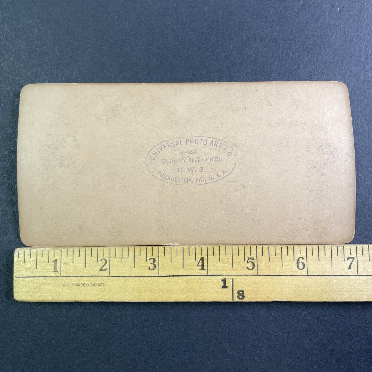 Puppies Milking Mother Dog In The Sun Stereoview Antique c1894 X2847