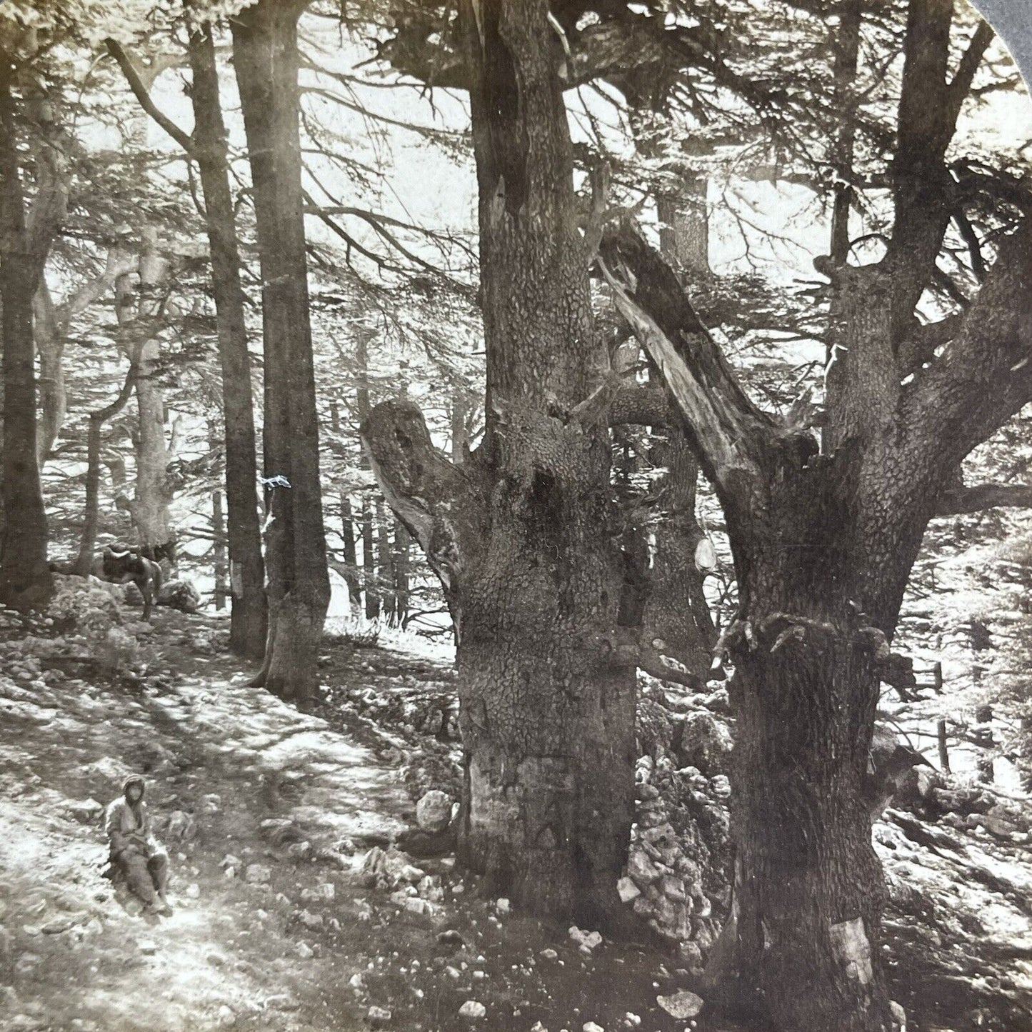 Antique 1900 Giant Cedar Trees Near Beirut Lebanon Stereoview Photo Card P2225