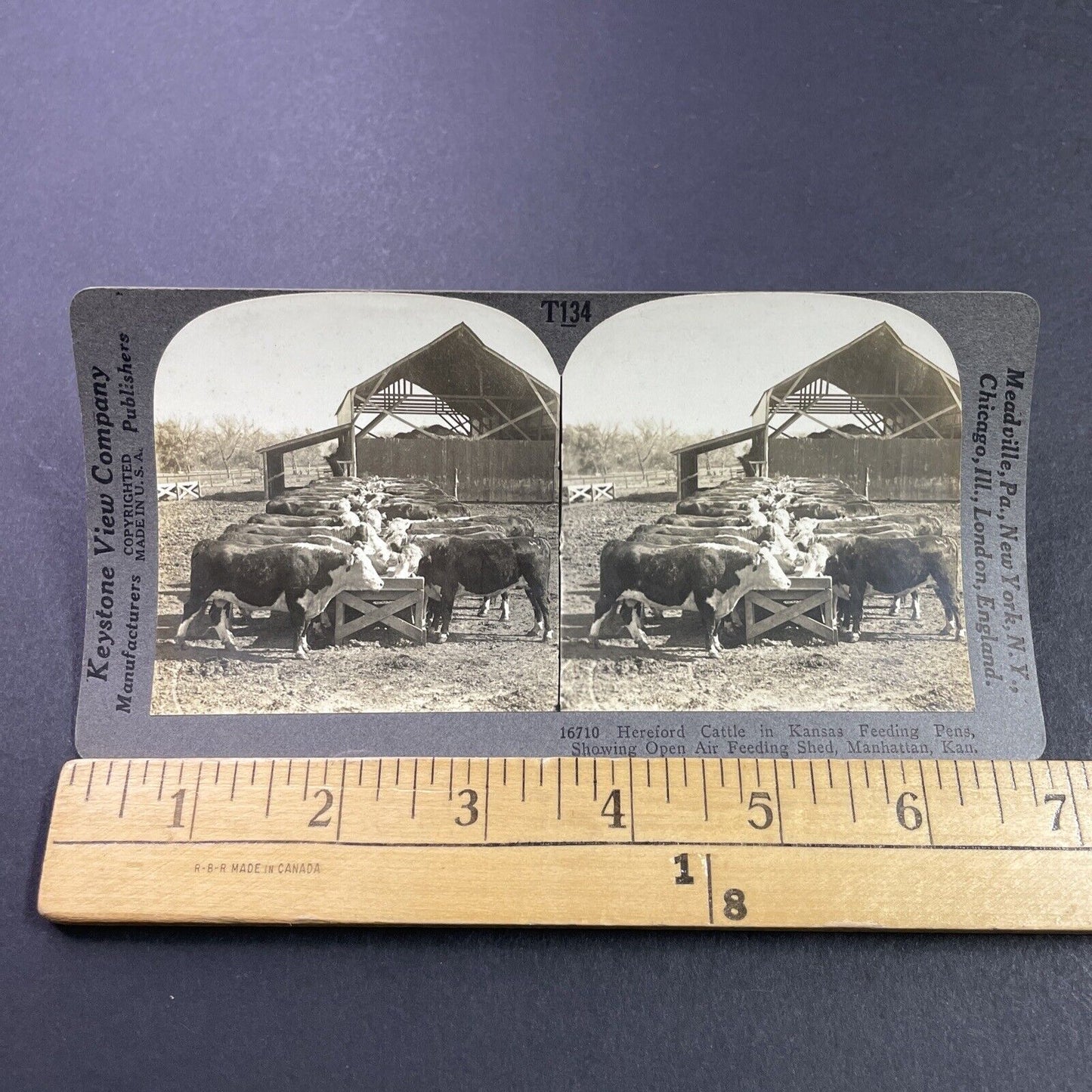 Antique 1920s Hereford Cattle Farm Manhattan Kansas Stereoview Photo Card P3735