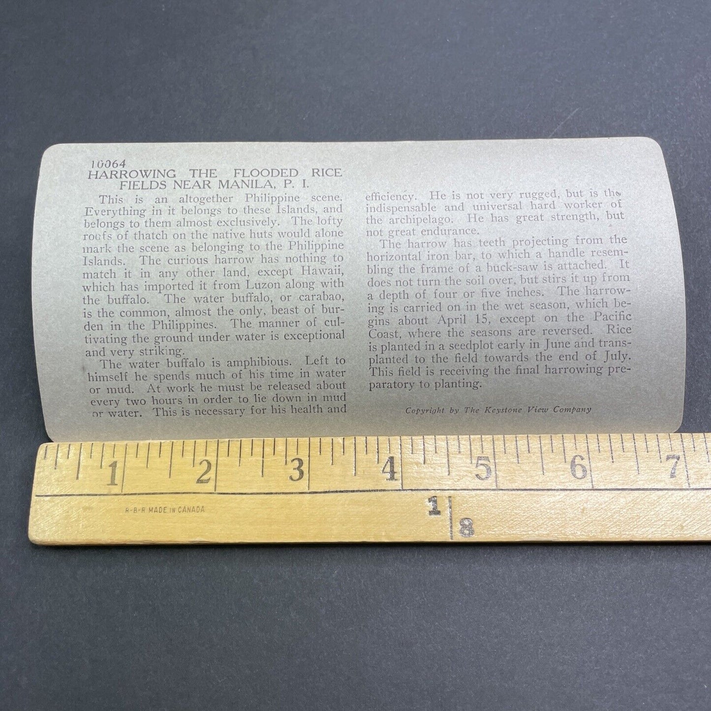 Antique 1918 Plowing With Buffalo Manila Philippines Stereoview Photo Card P1903