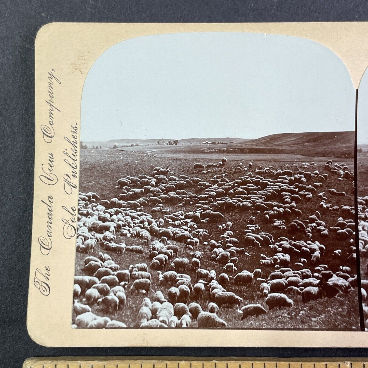 Sheep Ranch in Central Alberta Canada Stereoview CPR Rail Views c1899 Y2115