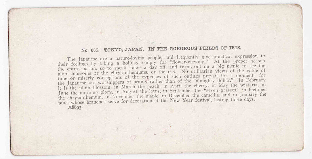 Antique 1904 Women Amidst The Iris Flower Blossoms, Tokyo Japan Stereo Card P294