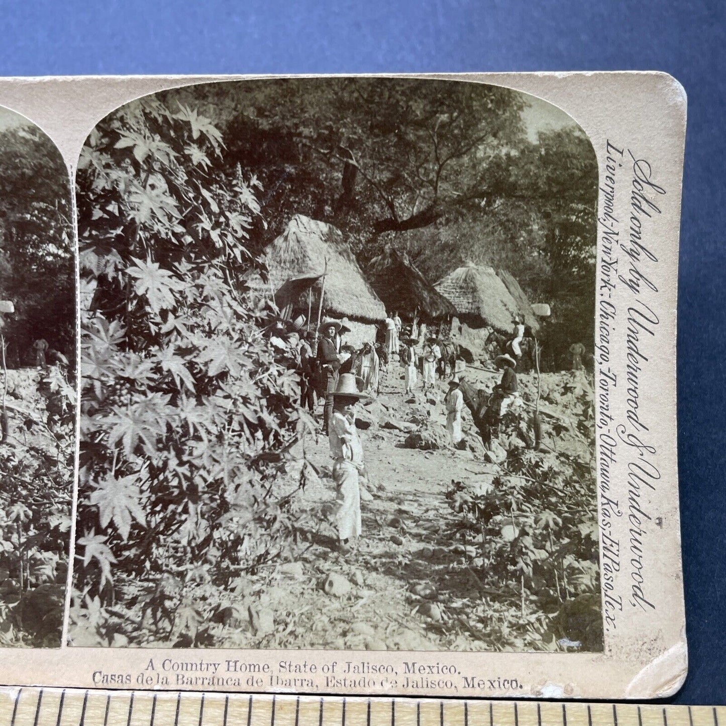 Antique 1892 Castor Bean Farm In Jalisco Mexico Stereoview Photo Card P2348