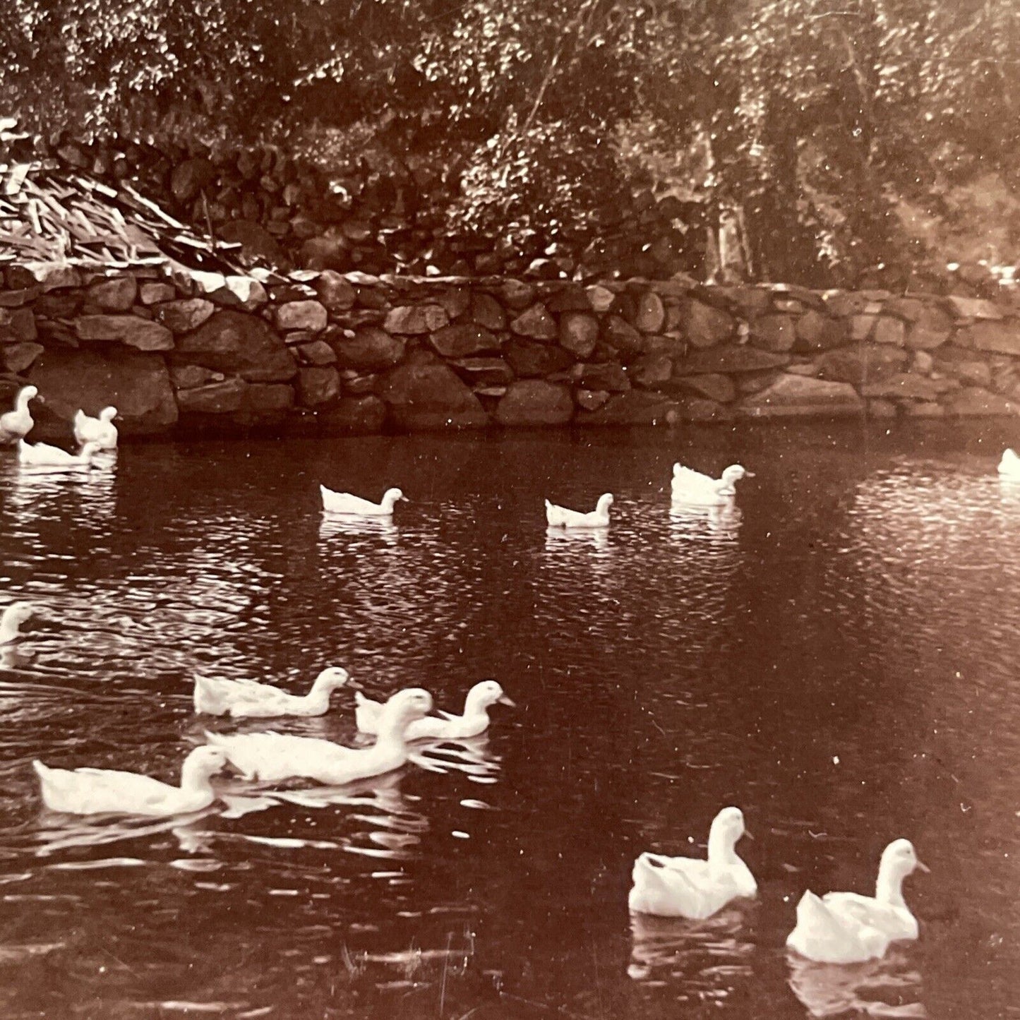 Antique 1890s Snow Geese In Weston Massachusetts Stereoview Photo Card P1564