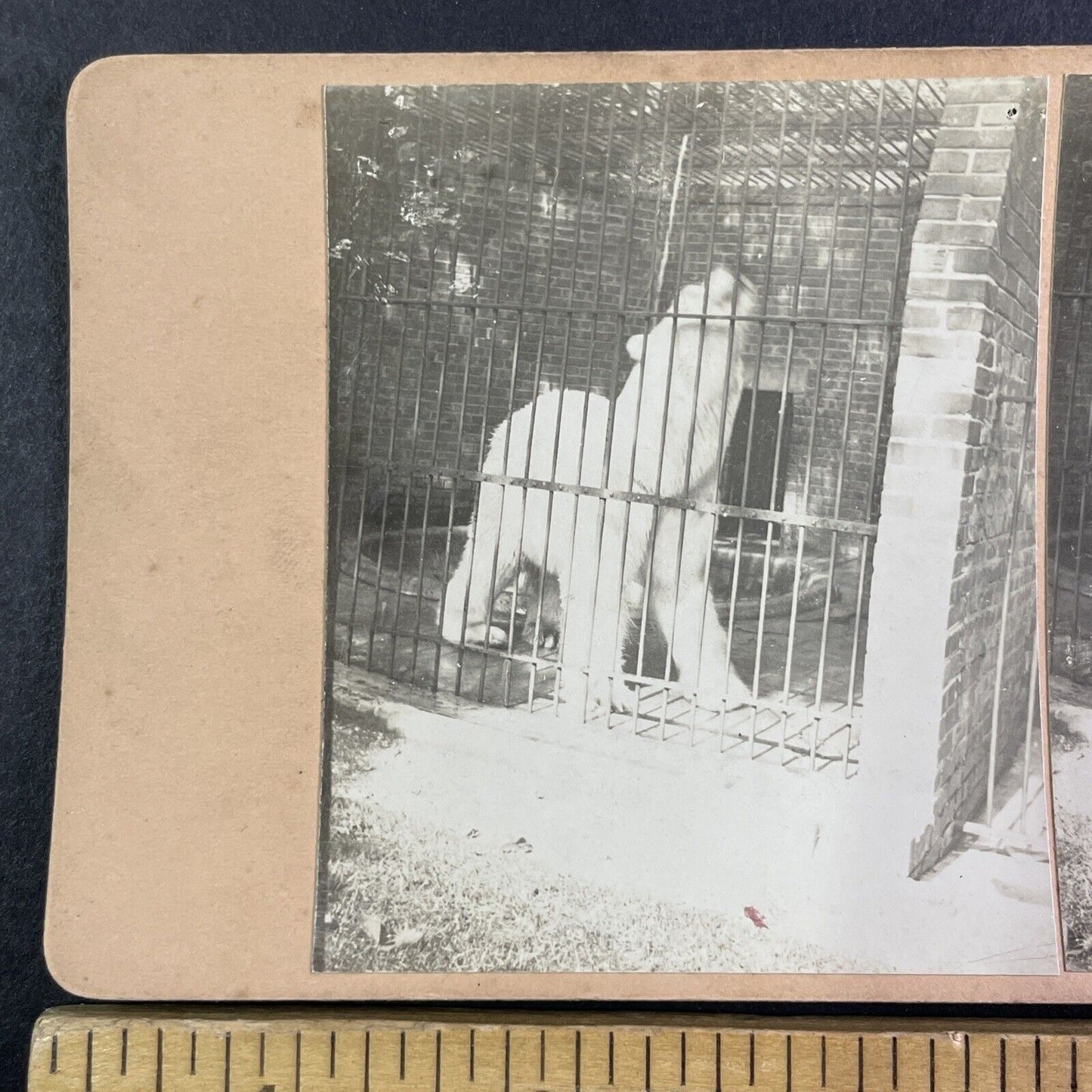Buffalo Zoo Polar Bear Den Stereoview New York OOAK Antique c1908 Y2719