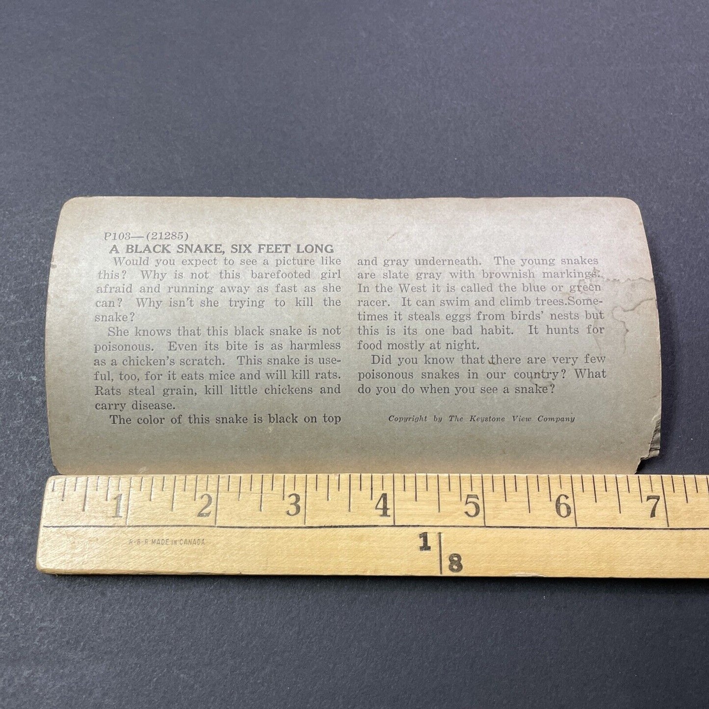 Antique 1909 Rat Snake Prepares To Bite Girl Stereoview Photo Card V3316