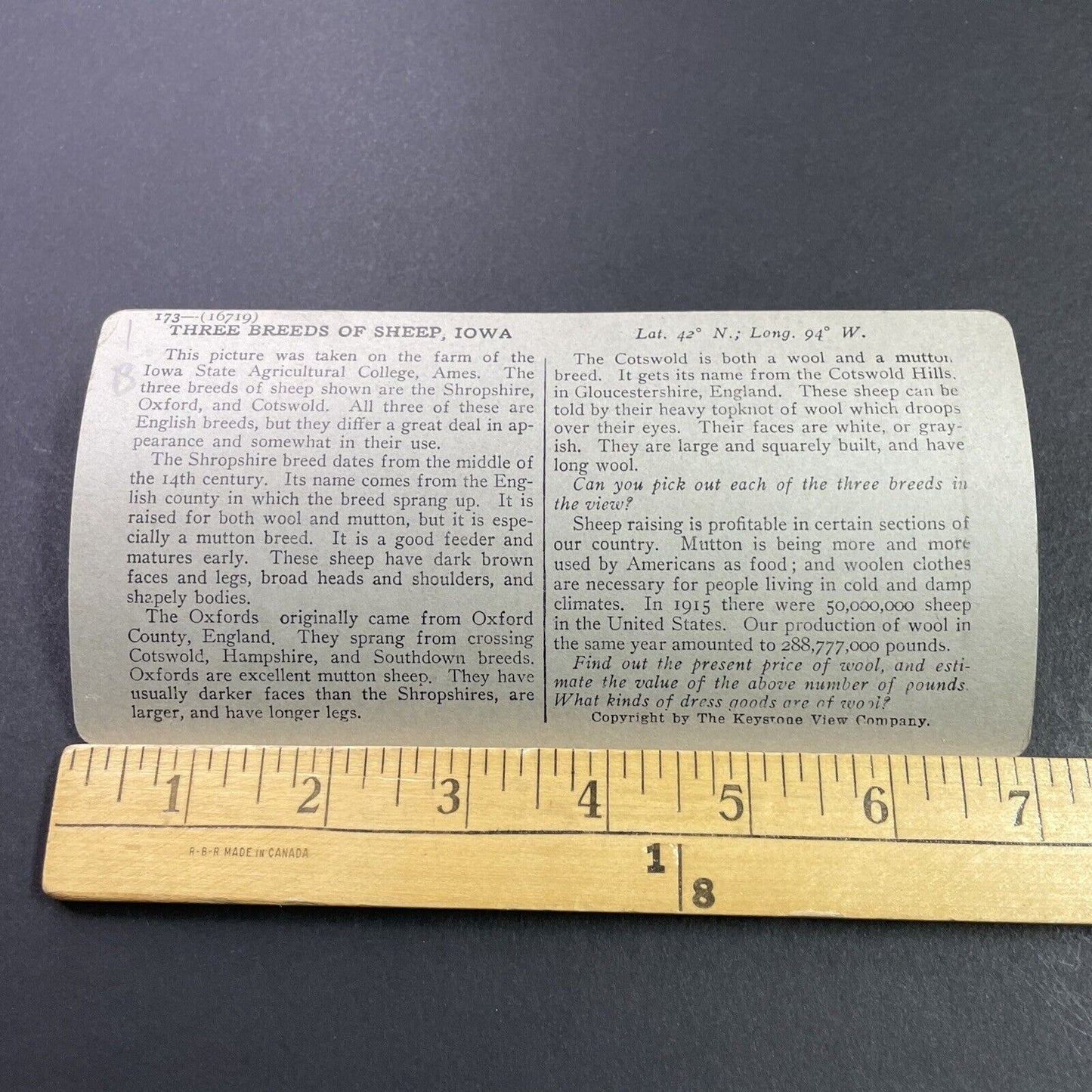 Antique 1920s Sheep Farm At Iowa State College Stereoview Photo Card P3737