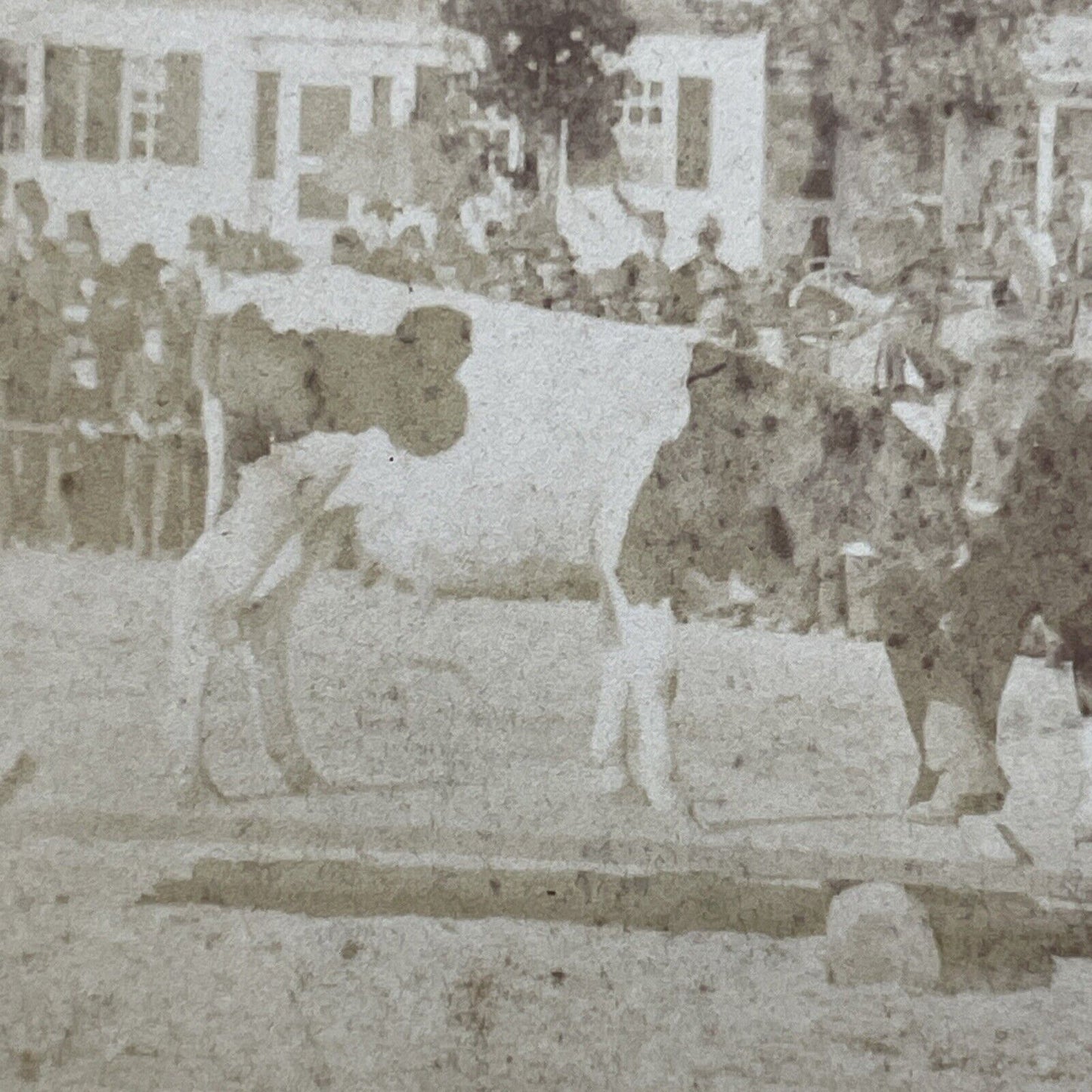 Antique 1878 'Cow Balancing' Marlow Town Fair NH Stereoview Photo Card V2100