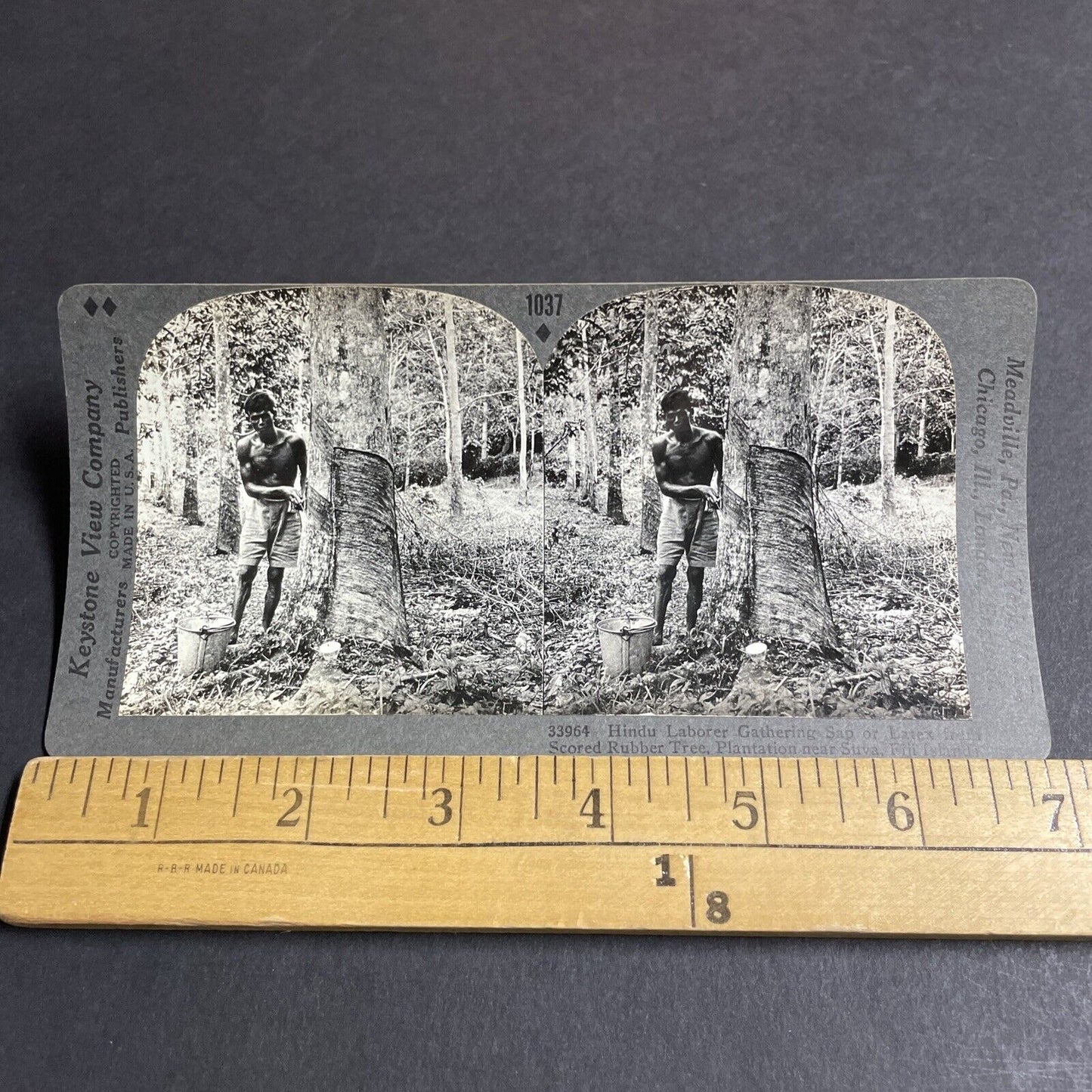 Antique 1910s Laborer From India Cutting Rubber Tree Stereoview Photo Card P4476